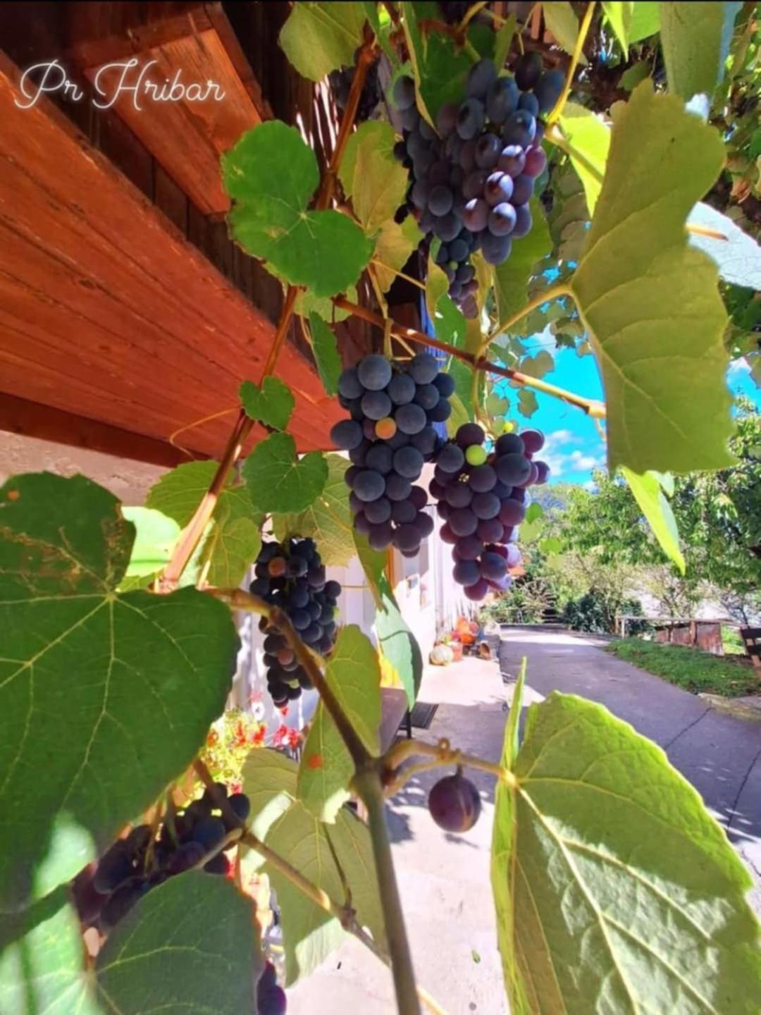 Ferienwohnung Pr' Hribar Zgornje Gorje Exterior foto